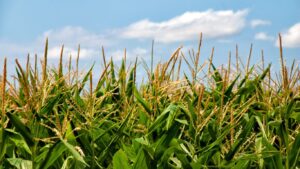 Maize (Corn)