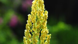Bajra (Pearl Millet)