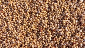 Jowar (Sorghum)
