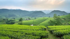 Latest News & Farming Tips